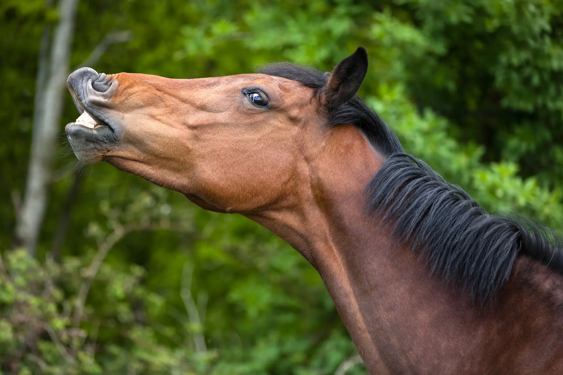 flemend paard