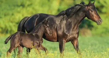 Paard geeft moederferomoon af