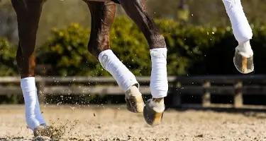 Soepele gewrichten paard door hyaluronzuur